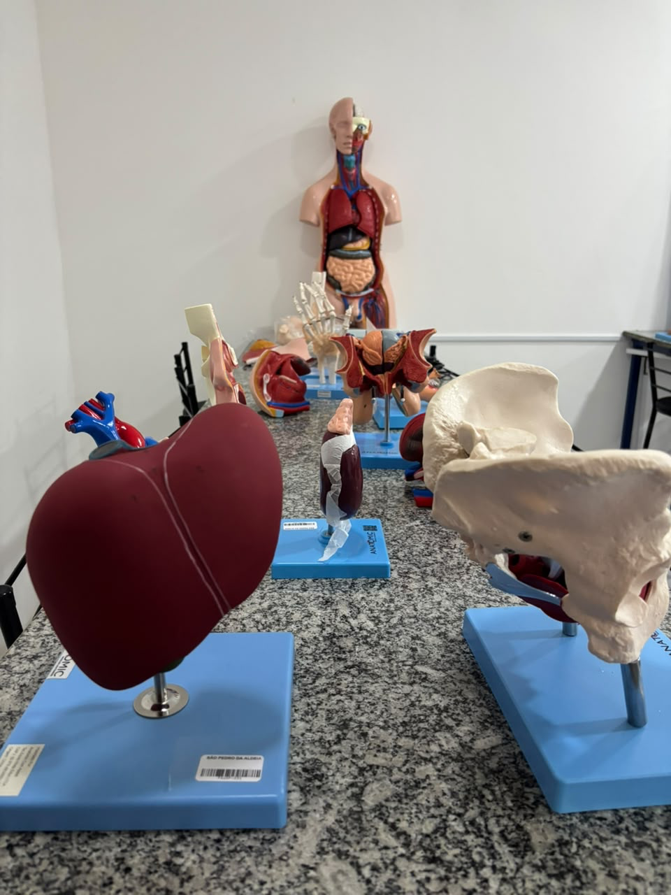 Modelos anatômicos