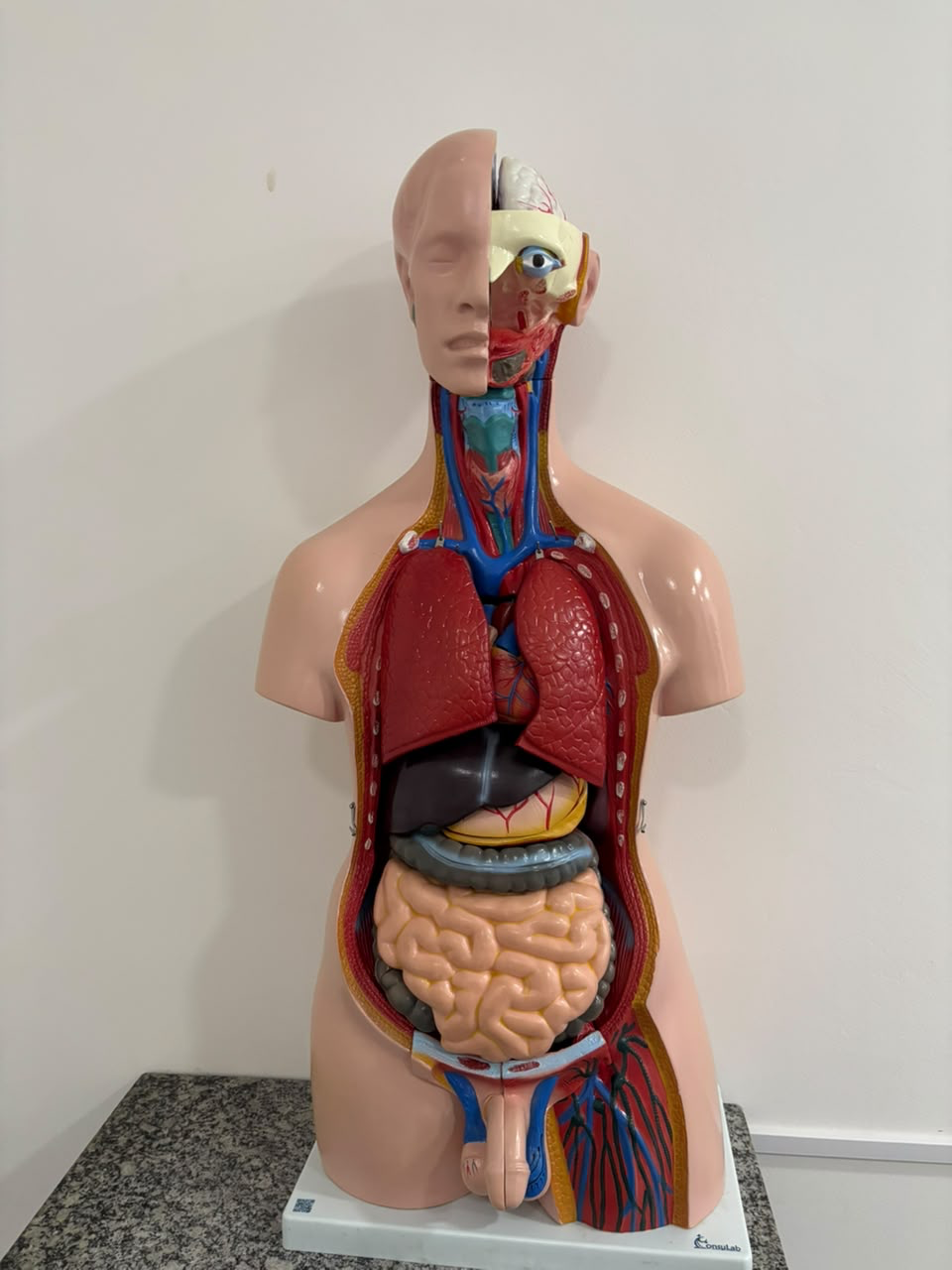Laboratório de anatomia